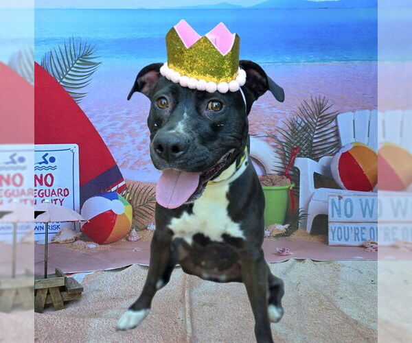 Medium Photo #2 American Pit Bull Terrier Puppy For Sale in Long Beach, CA, USA