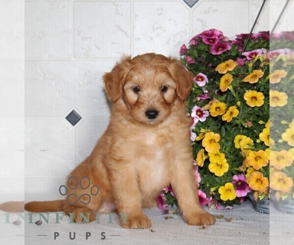 Medium Photo #1 Jack-A-Poo Puppy For Sale in KIRKWOOD, PA, USA