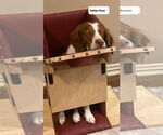 Small Photo #8 Brittany Puppy For Sale in Curwensville, PA, USA