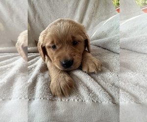 Golden Retriever Puppy for sale in SOUTH WATERFORD, ME, USA