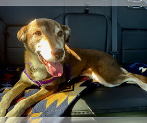Cholena - Female Siberian Husky-Unknown Mix Dog for Adoption - Photo #2