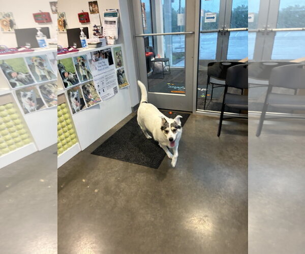 Medium Photo #3 Australian Shepherd-Unknown Mix Puppy For Sale in Dallas, TX, USA