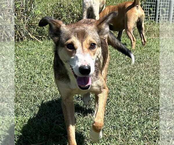 Medium Photo #3 Mutt Puppy For Sale in Minneapolis, MN, USA