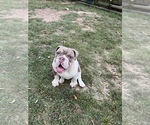 Small #2 Bulldog