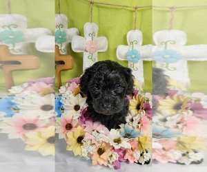 Bernedoodle (Miniature) Puppy for Sale in BLACK FOREST, Colorado USA