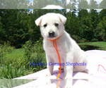 Small #4 German Shepherd Dog