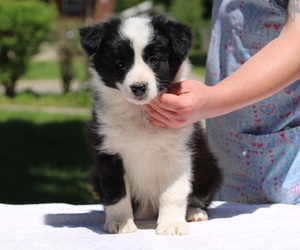 Border Collie Puppy for sale in BRYANTOWN, MD, USA
