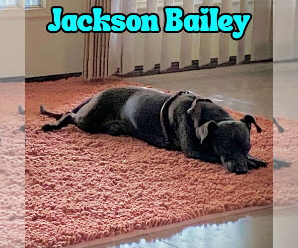 Medium Photo #3 Chiweenie Puppy For Sale in San Antonio, TX, USA
