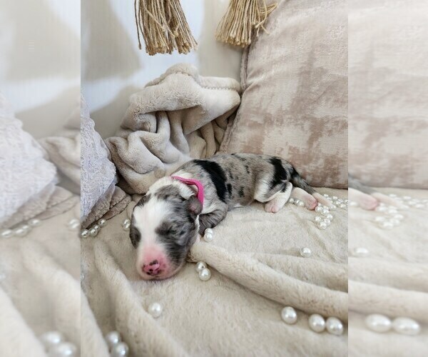 Medium Photo #40 Sheepadoodle Puppy For Sale in LEHI, UT, USA
