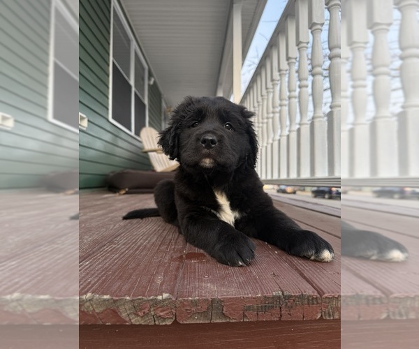 Medium Photo #1 English Cream Golden Retriever Puppy For Sale in PROVIDENCE, RI, USA