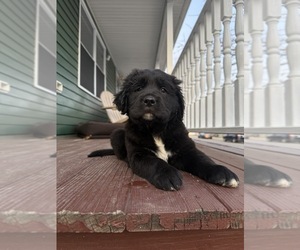 English Cream Golden Retriever Puppy for sale in PROVIDENCE, RI, USA