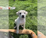 Small #1 Siberian Husky Mix