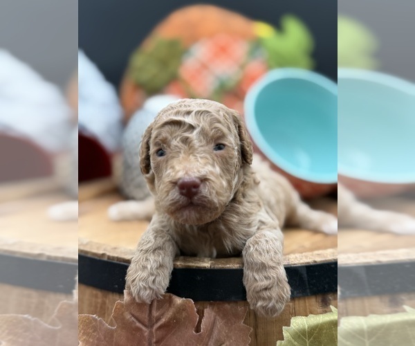 Medium Photo #2 Golden Cavadoodle Puppy For Sale in HAYDEN, AL, USA