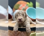 Small #1 Golden Cavadoodle