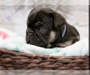 French Bulldog Puppy for sale in NEW SMYRNA, FL, USA