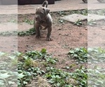 Small Photo #3 American Bully Puppy For Sale in SNELLVILLE, GA, USA