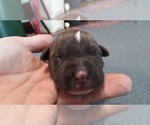 Small Photo #2 American Pit Bull Terrier Puppy For Sale in WENATCHEE, WA, USA