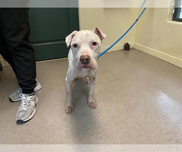 Medium Photo #1 Staffordshire Bull Terrier-Unknown Mix Puppy For Sale in Pasadena, CA, USA