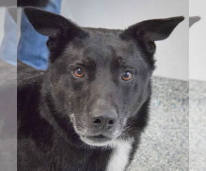 Gerberian Shepsky Dogs for adoption in Huntley, IL, USA