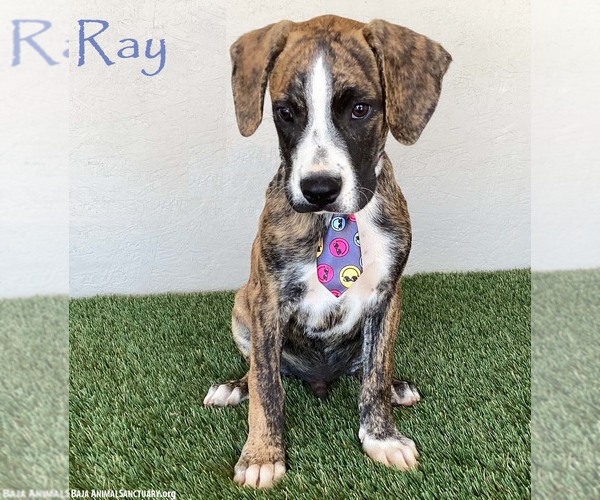 Medium Photo #1 Boxer-Plott Hound Mix Puppy For Sale in San Diego, CA, USA