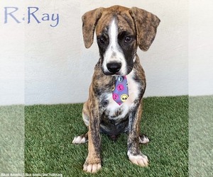 Boxer-Plott Hound Mix Dogs for adoption in San Diego, CA, USA