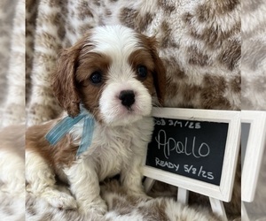 Cavalier King Charles Spaniel Puppy for sale in ABILENE, TX, USA