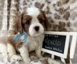 Image preview for Ad Listing. Nickname: Apollo