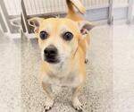 Small #1 Chihuahua