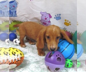 Dachshund Puppy for sale in RATTAN, OK, USA