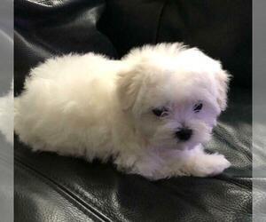 Maltese Puppy for sale in SPFLD, MA, USA