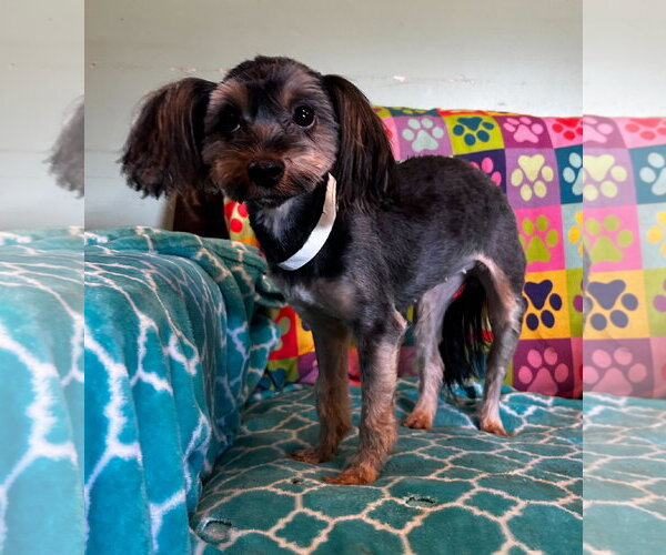 Medium Photo #4 Mutt Puppy For Sale in Pacolet, SC, USA