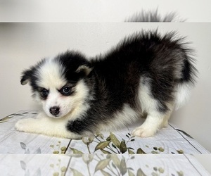 Medium Pomsky