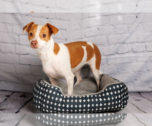 Medium Photo #8 Mutt Puppy For Sale in McKinney, TX, USA