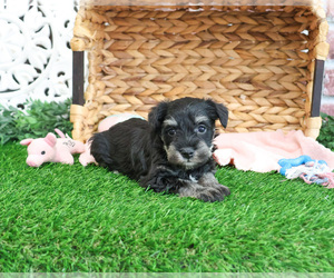 Schnauzer (Miniature) Puppy for sale in SYRACUSE, IN, USA