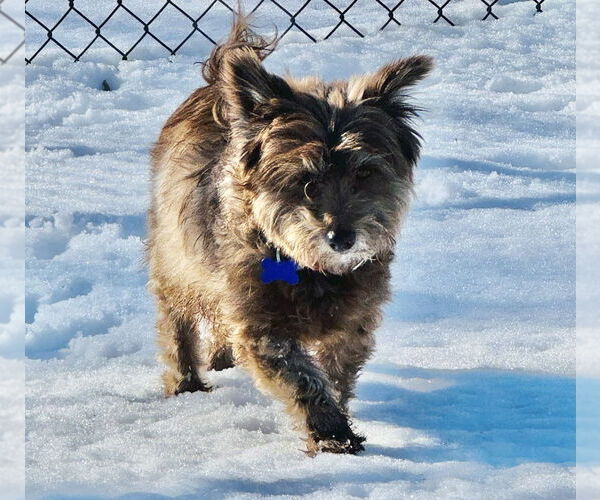 Medium Photo #24 Pekingese-Unknown Mix Puppy For Sale in Oak Bluffs, MA, USA