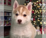 Puppy Light red male Siberian Husky