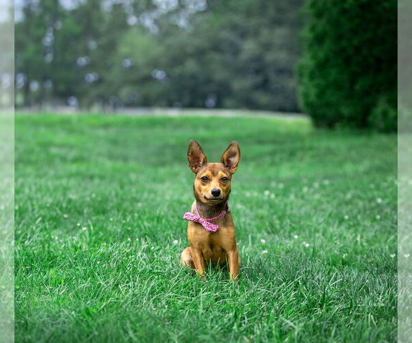 Medium Photo #1 Mutt Puppy For Sale in Unionville, PA, USA