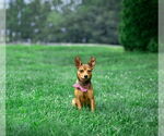 Small Mutt