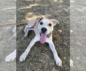 American Pit Bull Terrier-Unknown Mix Dogs for adoption in Sandy, UT, USA