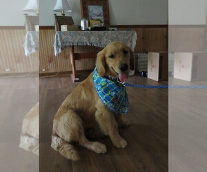 Golden Retriever Puppy for sale in MECHANICSVILLE, MD, USA