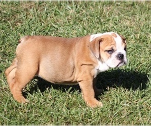 Bulldog Puppy for sale in MARSHFIELD, MO, USA