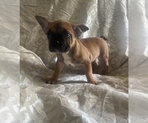 French Bulldog Puppy for sale in NORTH CHARLESTON, SC, USA