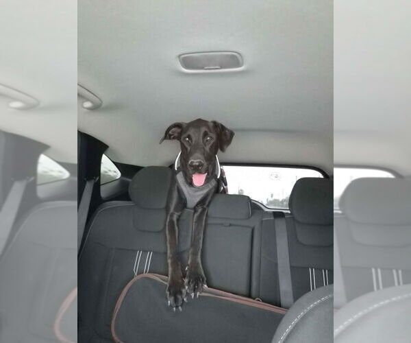 Medium Photo #6 Mutt Puppy For Sale in Bullard, TX, USA