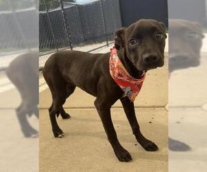American Pit Bull Terrier-Unknown Mix Dogs for adoption in Tulsa, OK, USA
