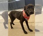 Small American Pit Bull Terrier Mix