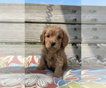 Small Photo #1 Cavapoo Puppy For Sale in CONCORD, IN, USA