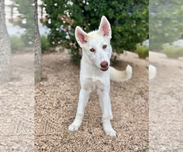 Medium Photo #3 Siberian Husky-Unknown Mix Puppy For Sale in PIPE CREEK, TX, USA