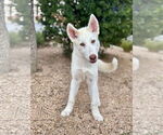 Small #2 Siberian Husky Mix