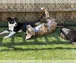 Small #2 American Pit Bull Terrier