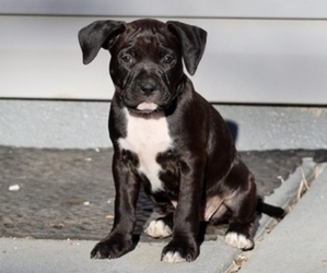 American Pit Bull Terrier-American Staffordshire Terrier Mix Puppy for sale in BURTONSVILLE, MD, USA